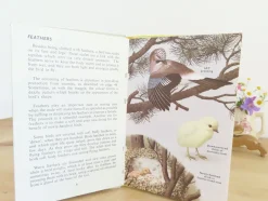 Cottontails Baby Vintage|VINTAGE Ladybird book - Birds and How They Live (1969)