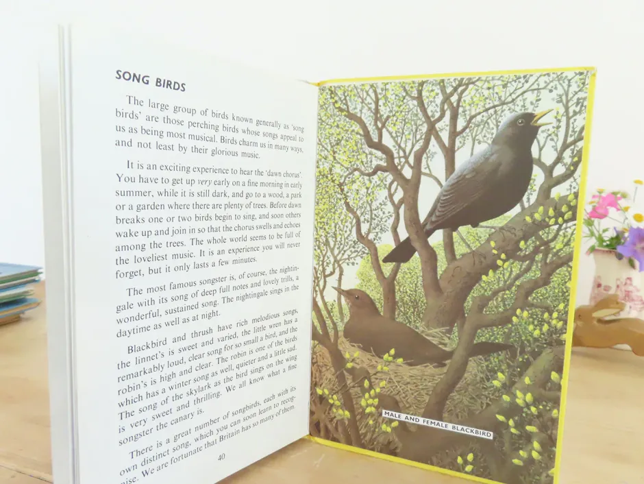 Cottontails Baby Vintage|VINTAGE Ladybird book - Birds and How They Live (1969)