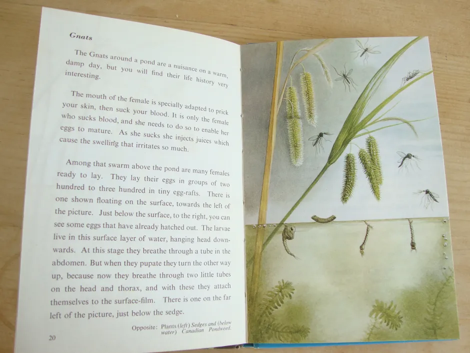 Cottontails Baby Vintage|VINTAGE Ladybird book - Pond Life (1966)