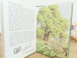 Cottontails Baby Vintage|VINTAGE Ladybird book - Trees (1970s)